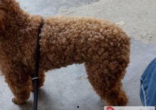 成人母狗服装视频大全,成人母狗服装视频大全盘点